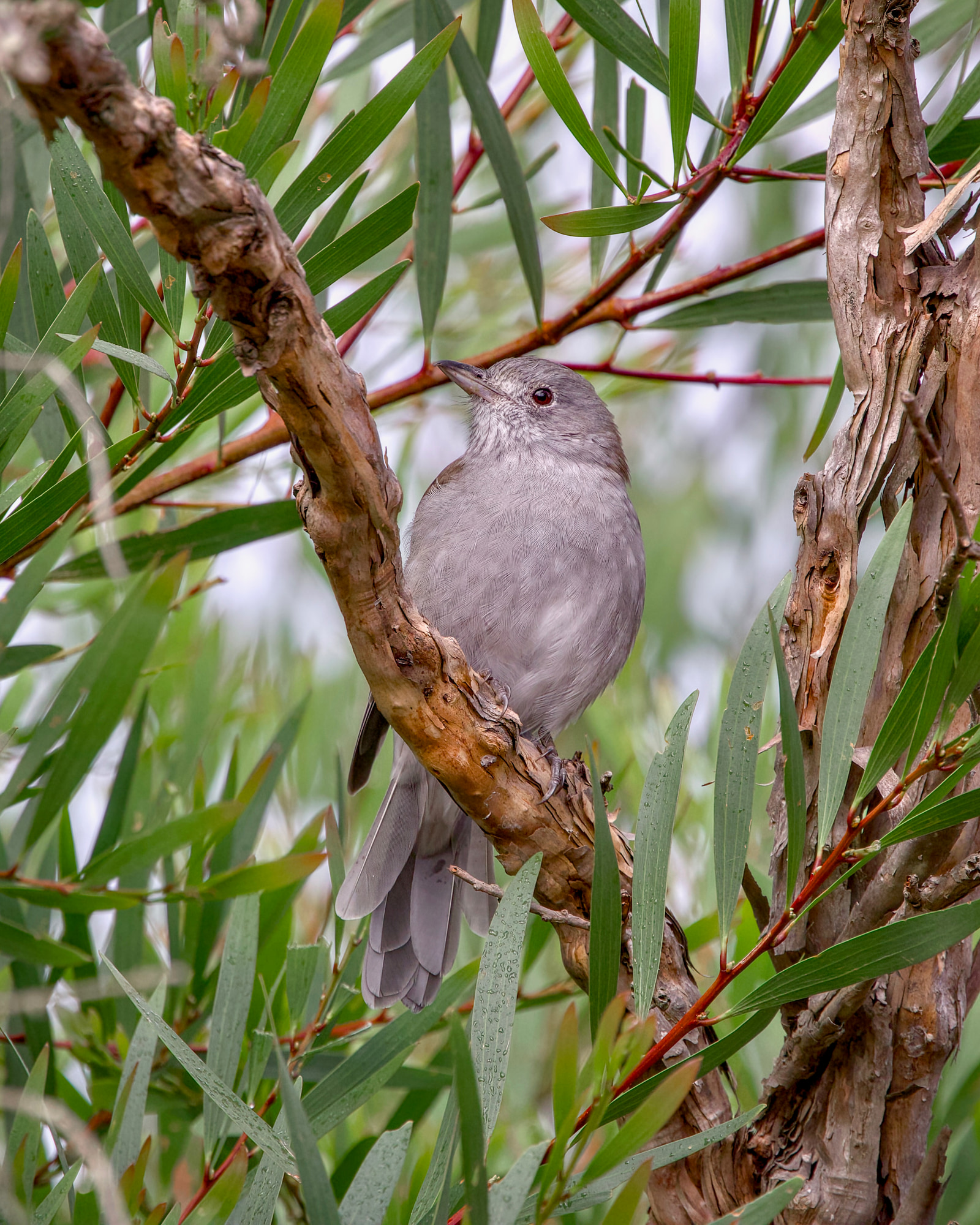 Grey shrikethrush (Colluricincla harmonica)