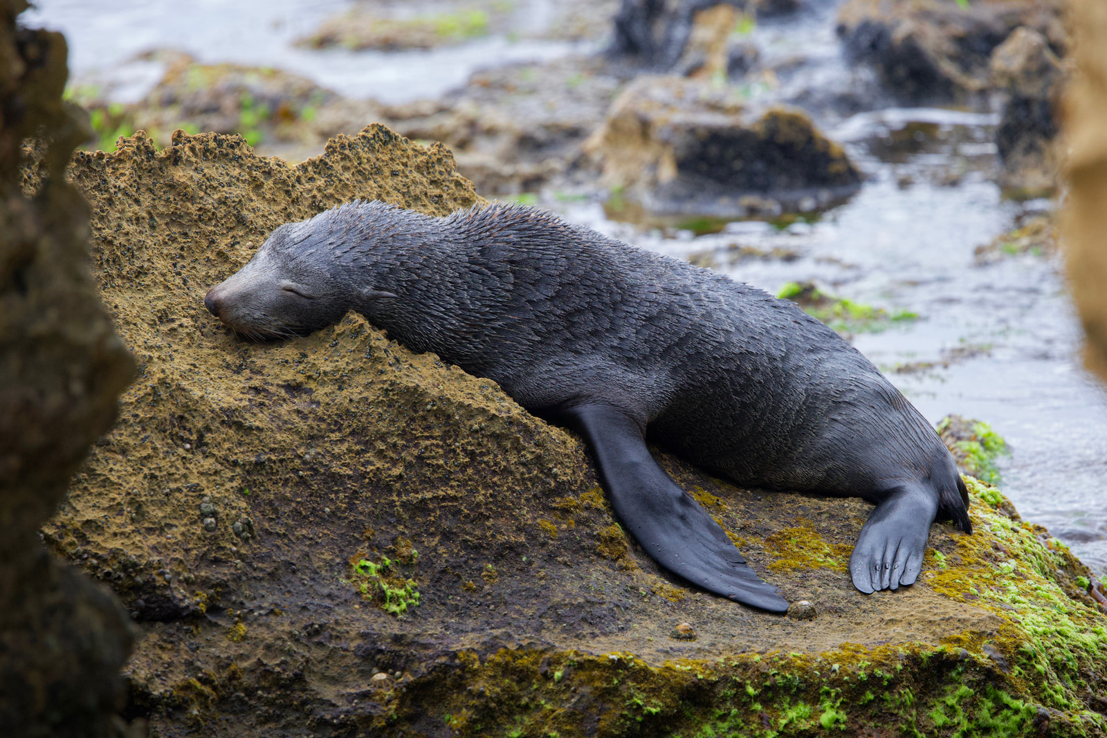 Seal