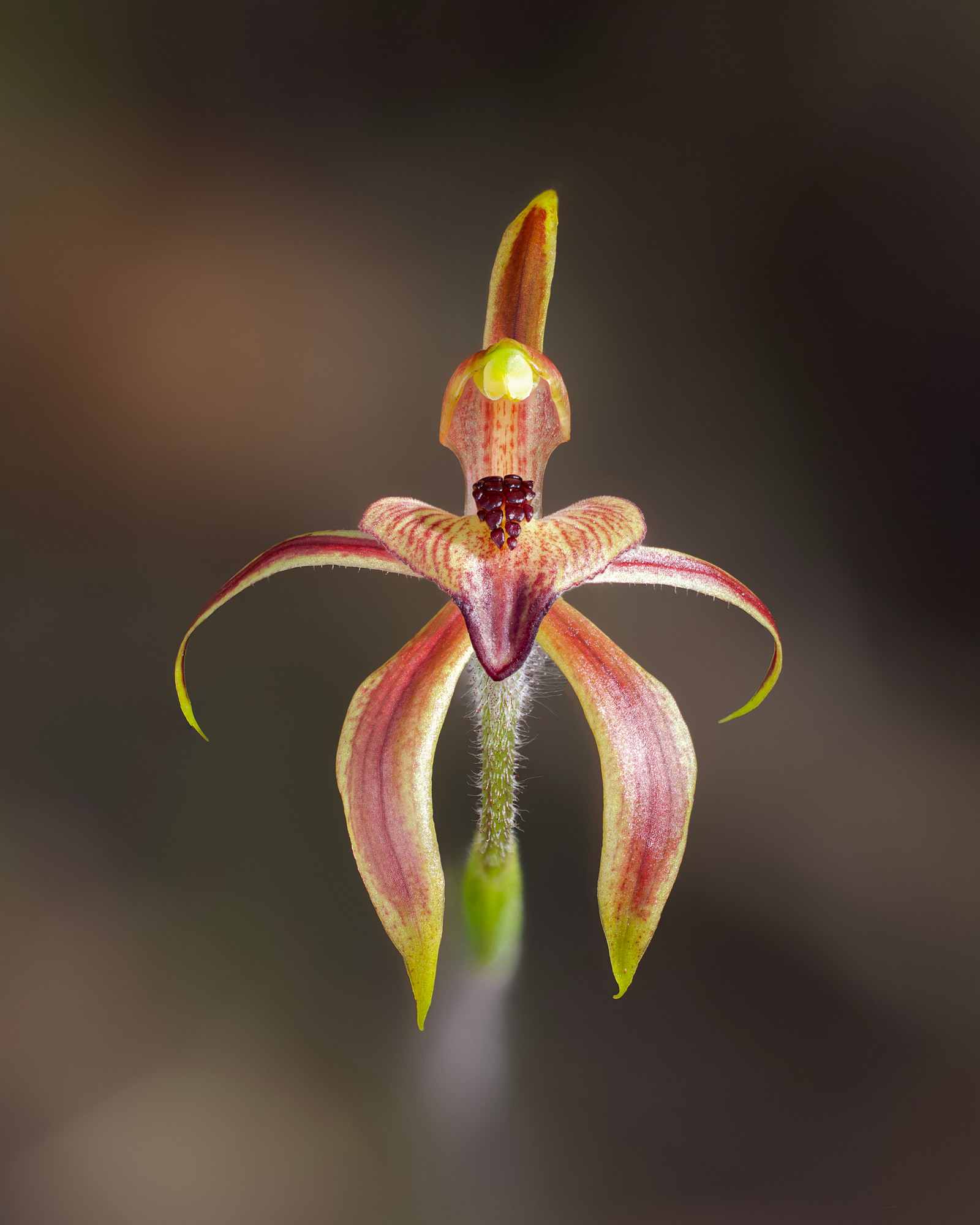 Heart-lip spider orchid