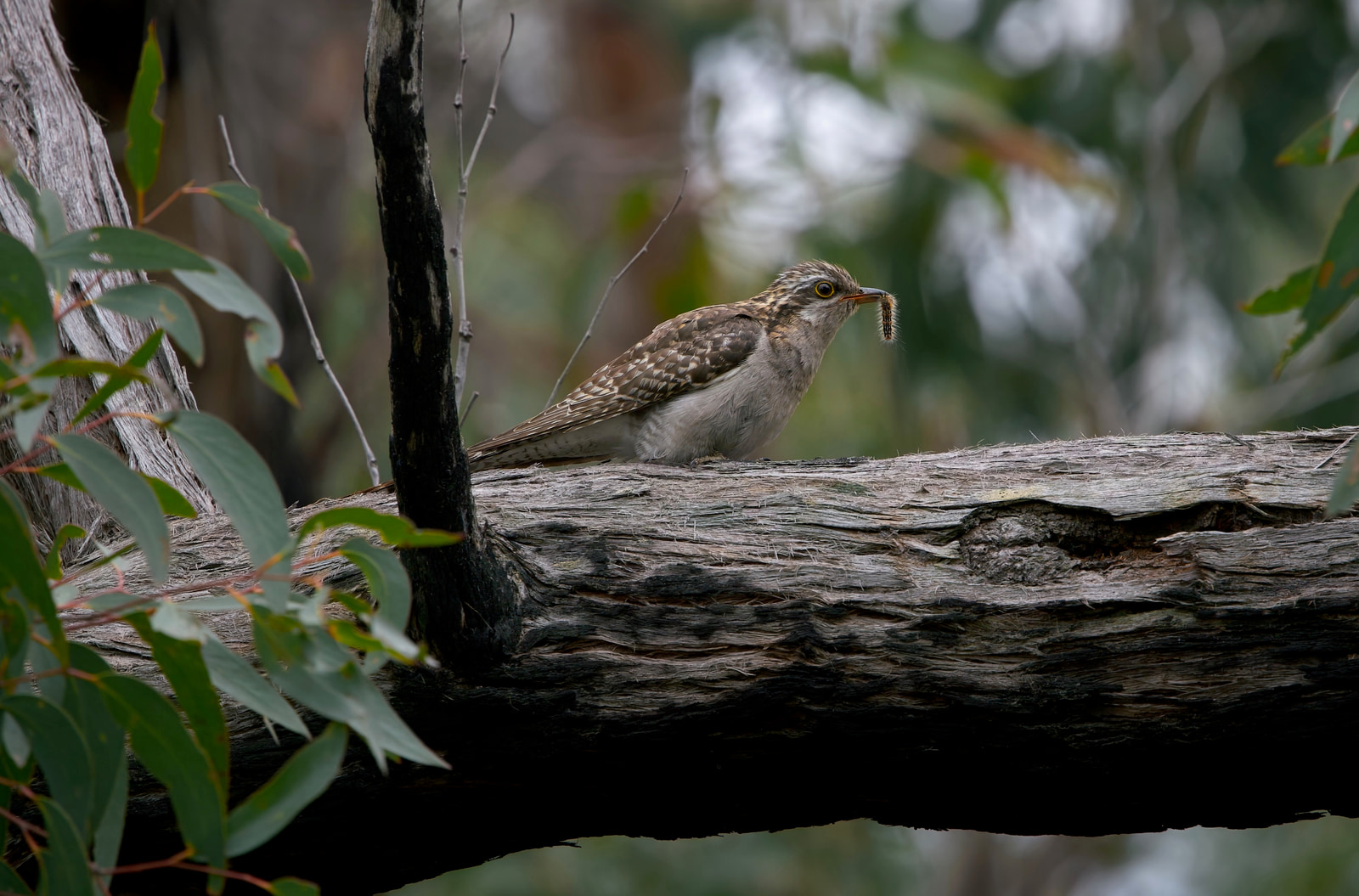 Pallid cuckoo (Heteroscenes pallidus)
