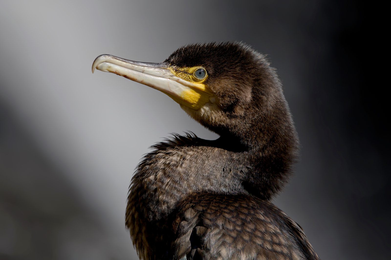 Black cormorant (Phalacrocorax carbo)
