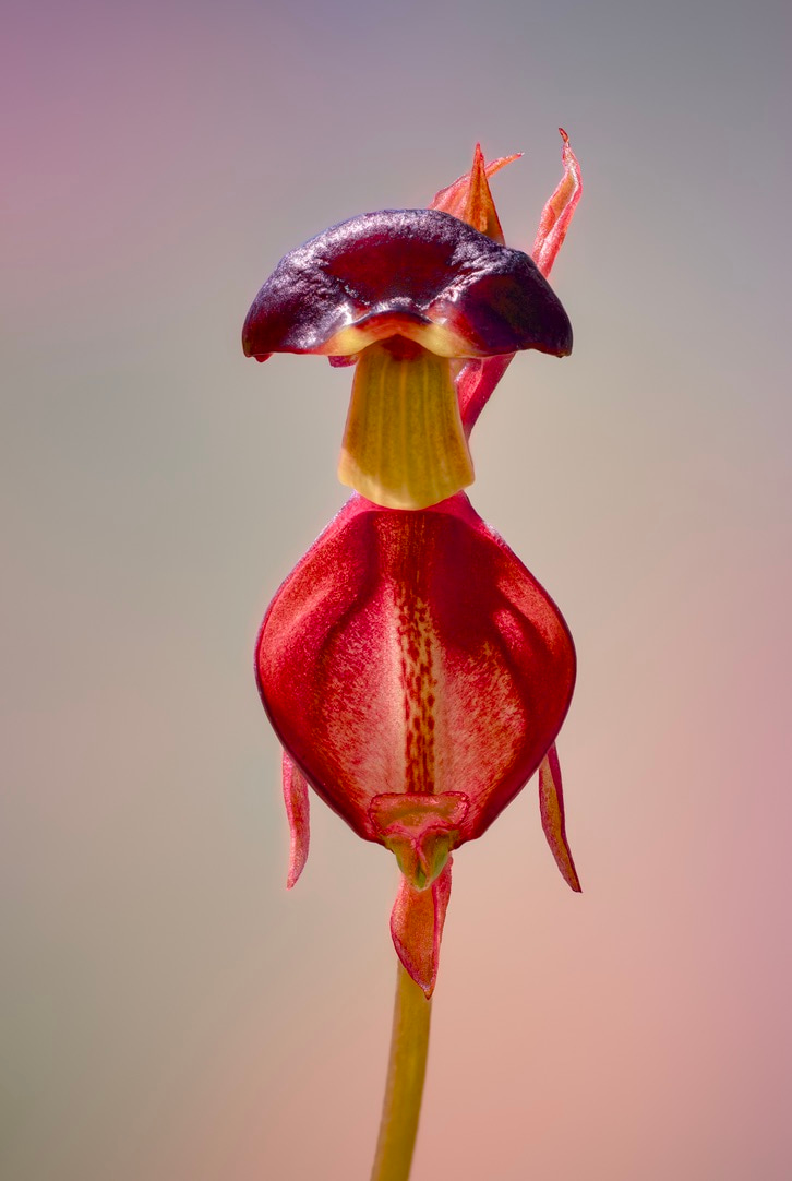 Large duck orchid