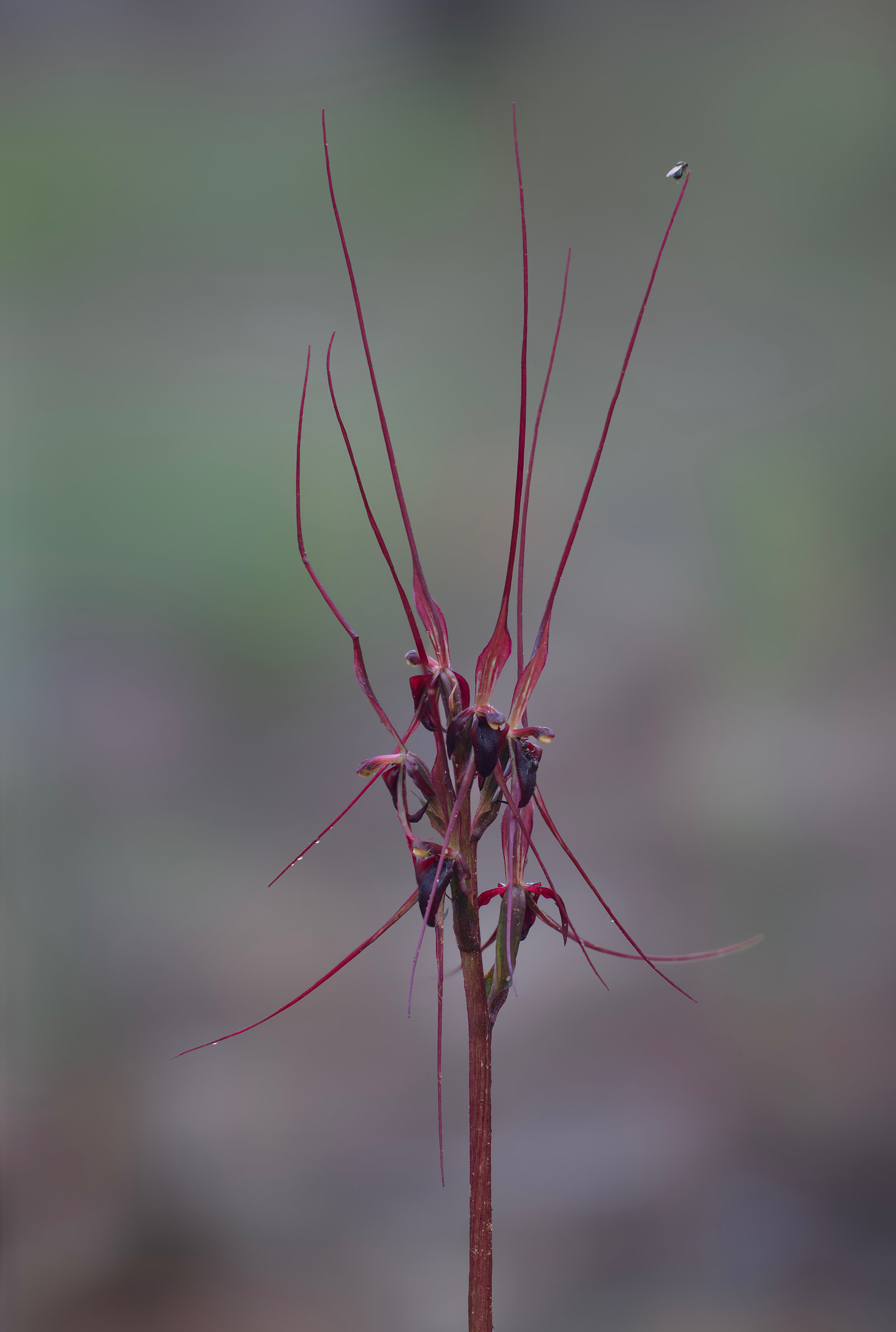 A delicate pink orchid with long, slender petals and a central cluster of small flowers stands upright against a softly blurred natural background.