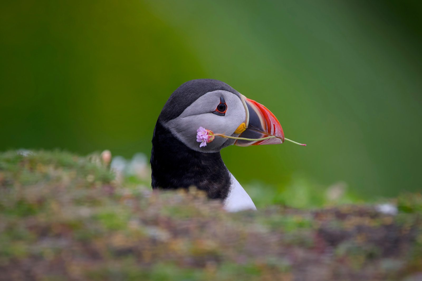Atlantic puffin (Fratercula arctica)