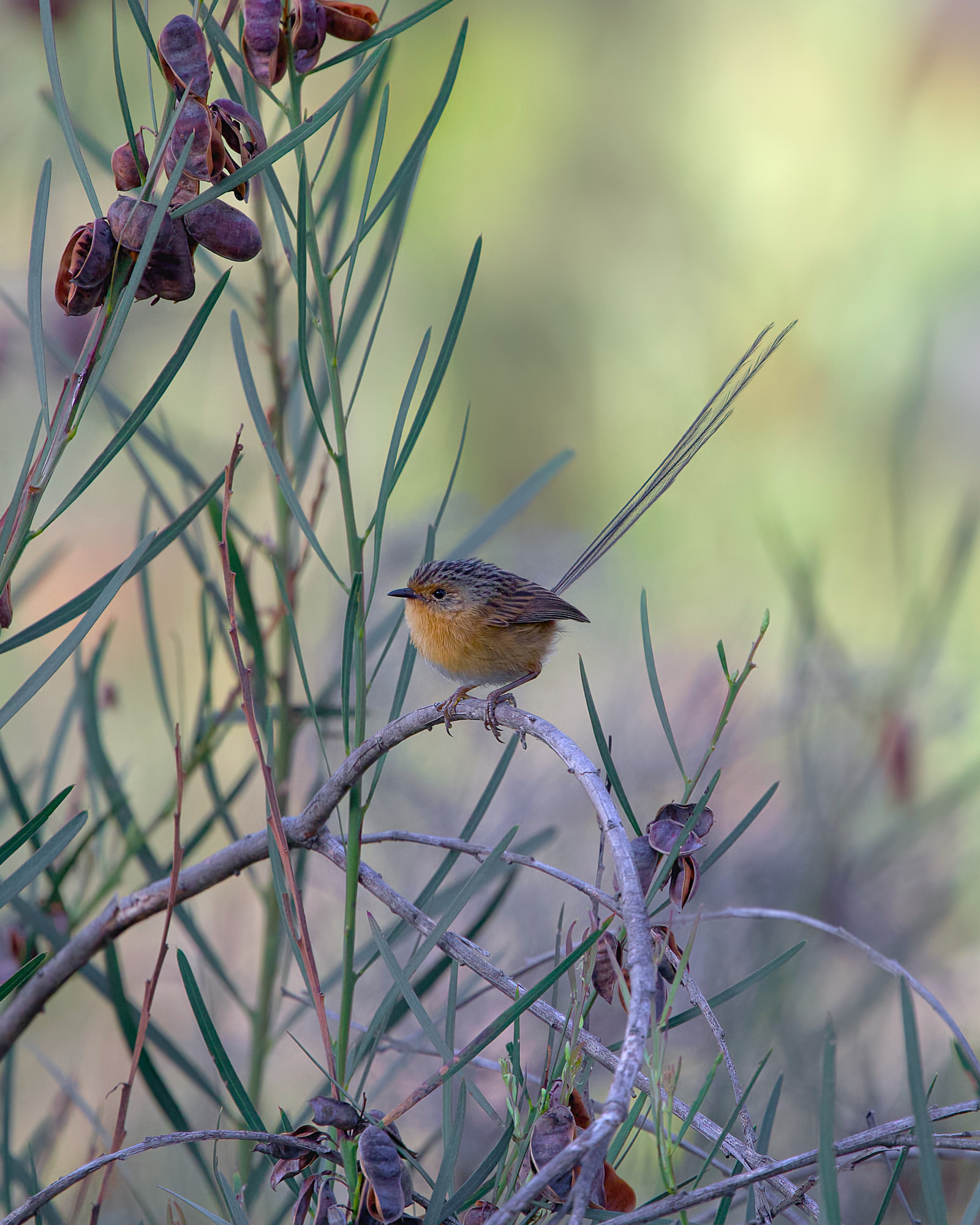 Southern emu-wren (Stipiturus malachurus)