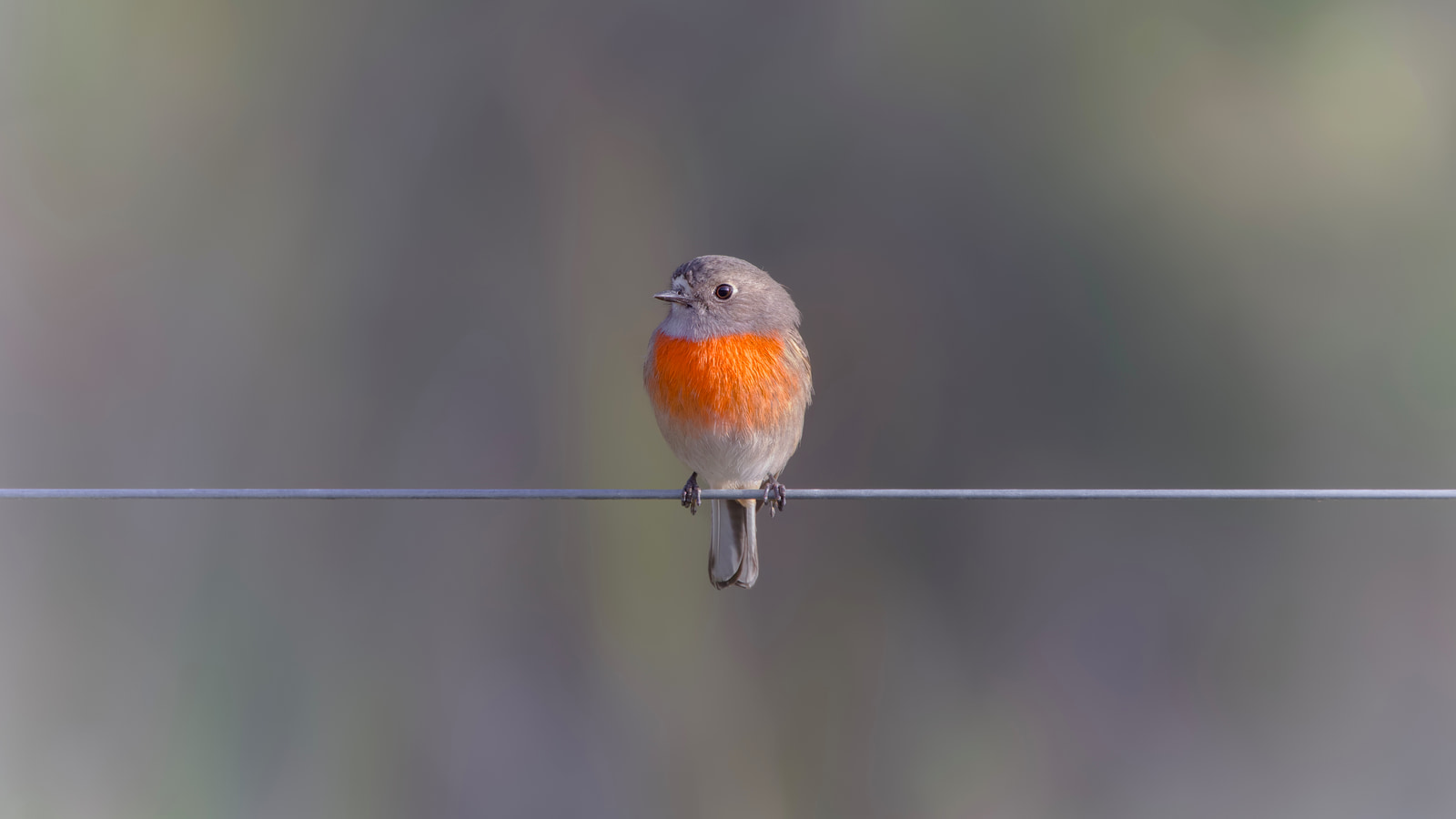 Scarlet robin (Petroica boodang)