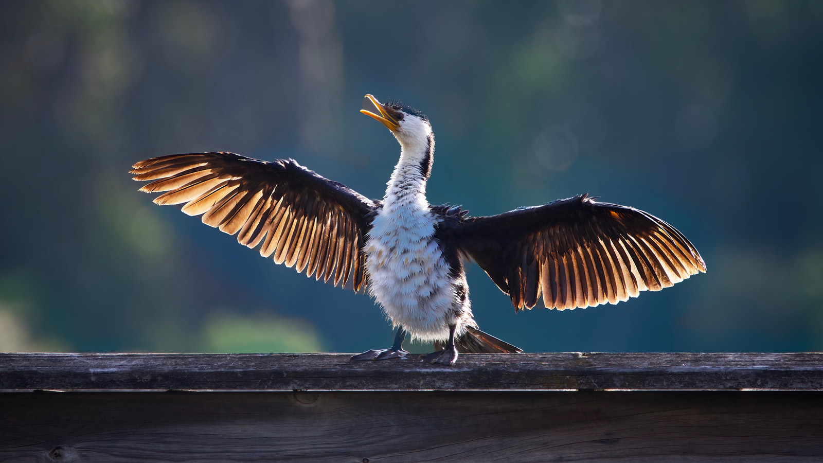 Little pied cormorant (Microcarbo melanoleucos)