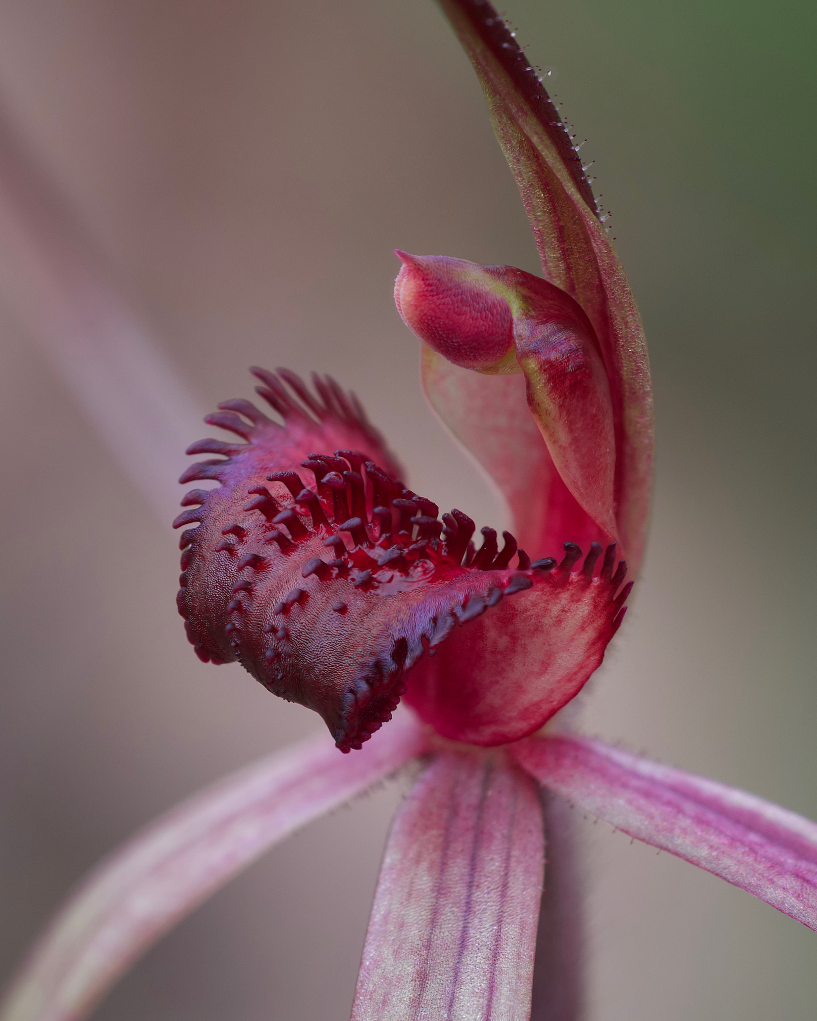 A close-up of a red orchid with intricate petals and a spiky central structure.