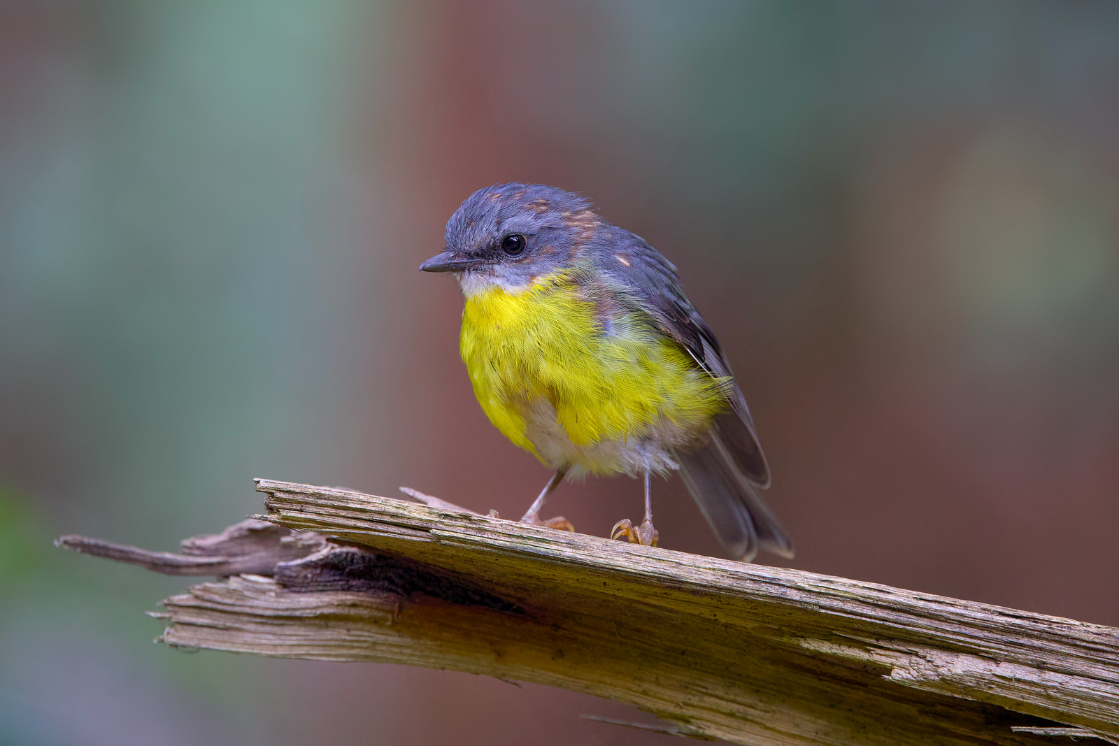 Eastern yellow robin (Eopsaltria australis)