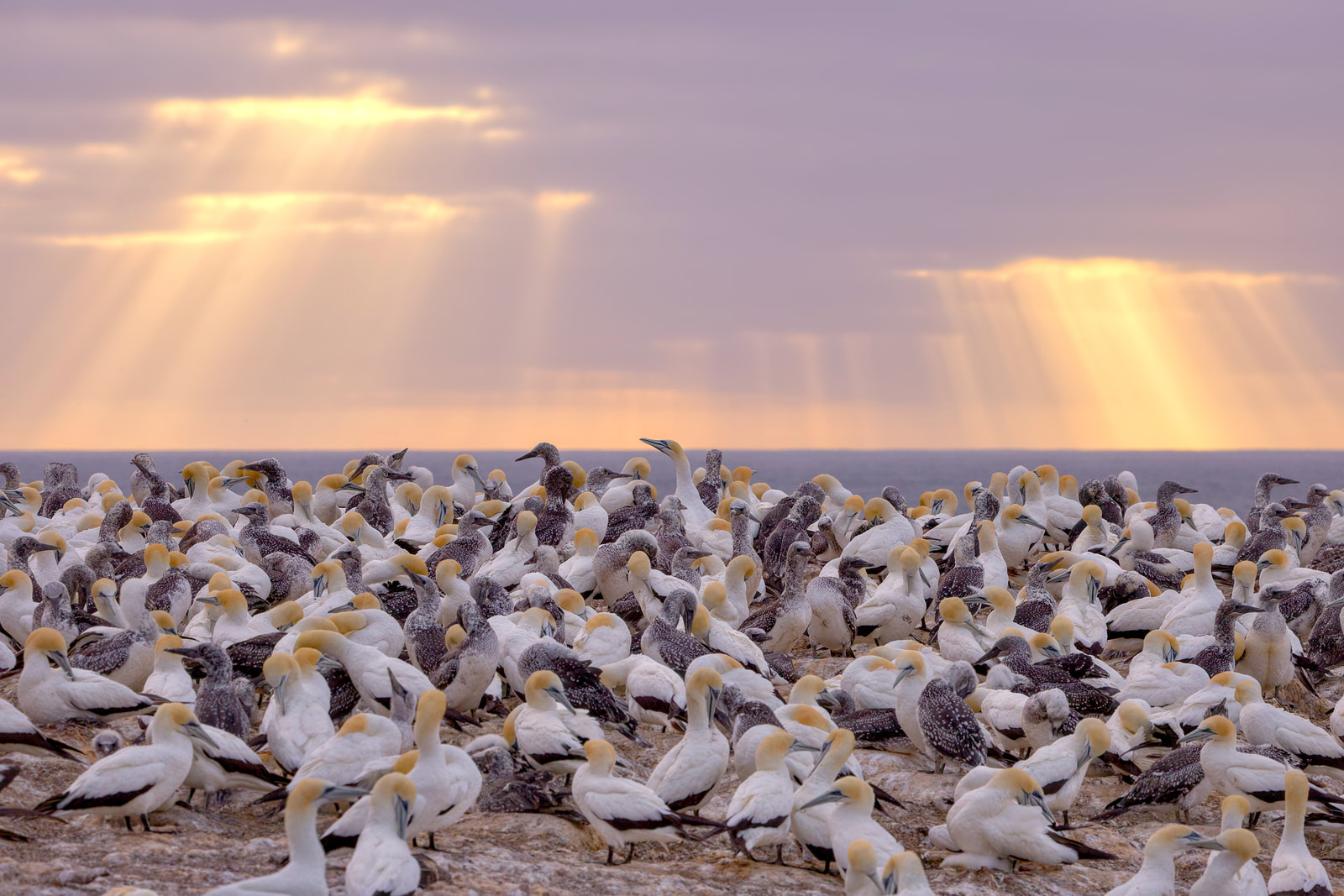 Australasian gannets (Morus serrator)