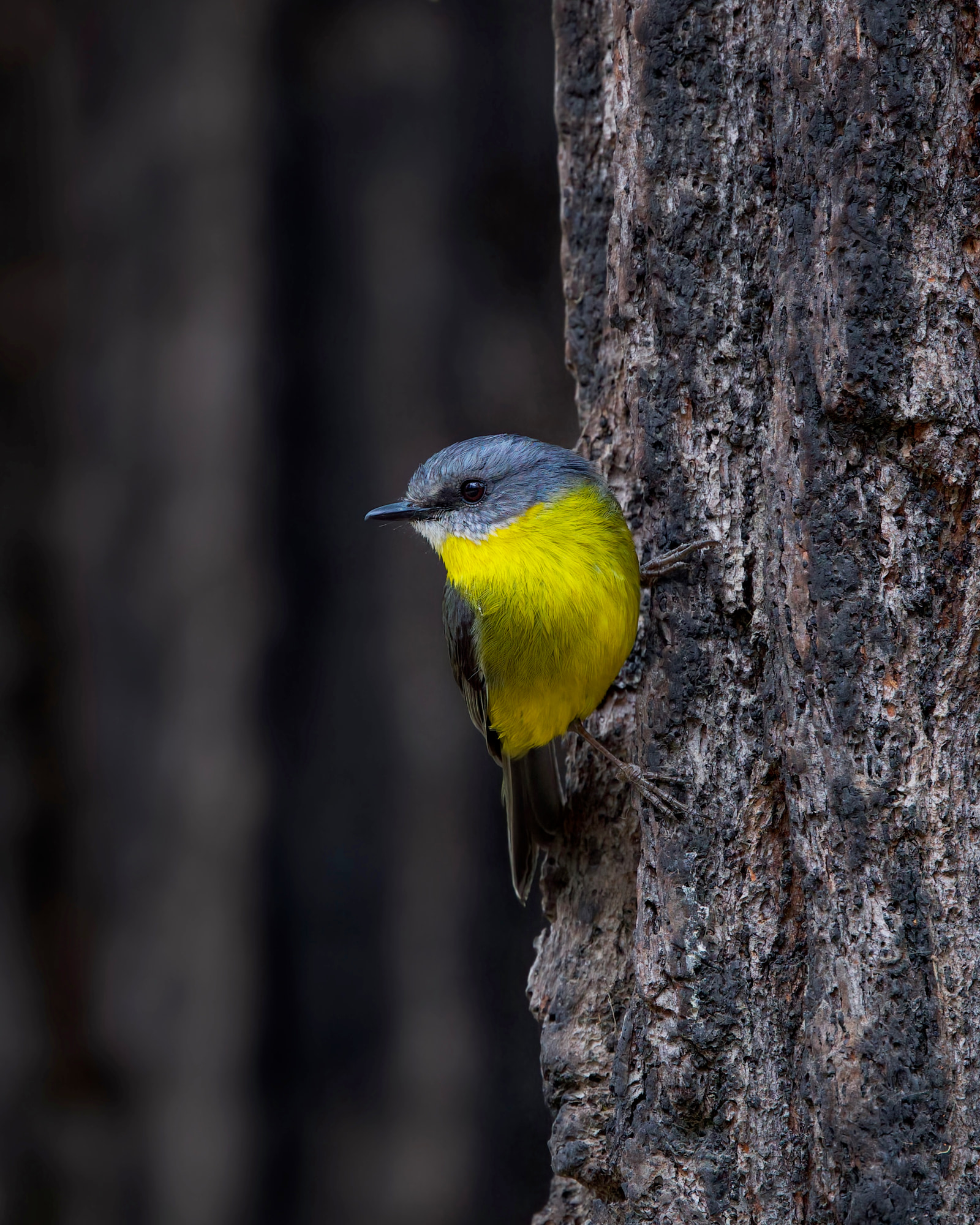 Eastern yellow robin (Eopsaltria australis)