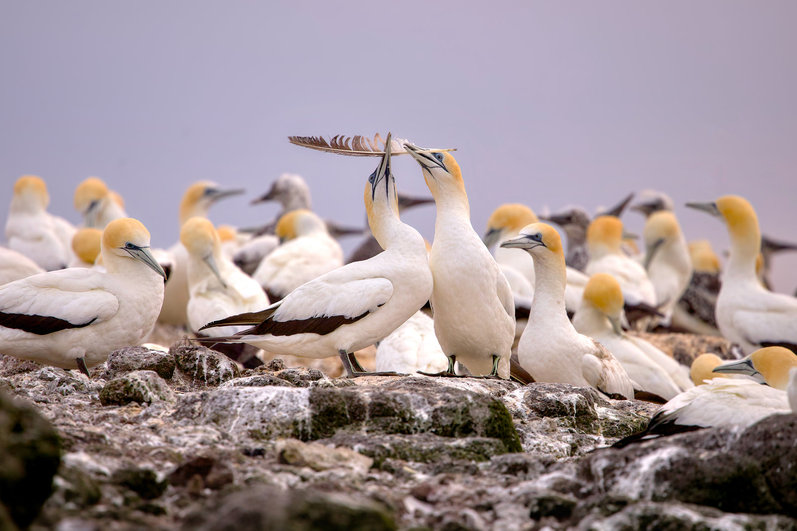 Australasian gannets (Morus serrator)