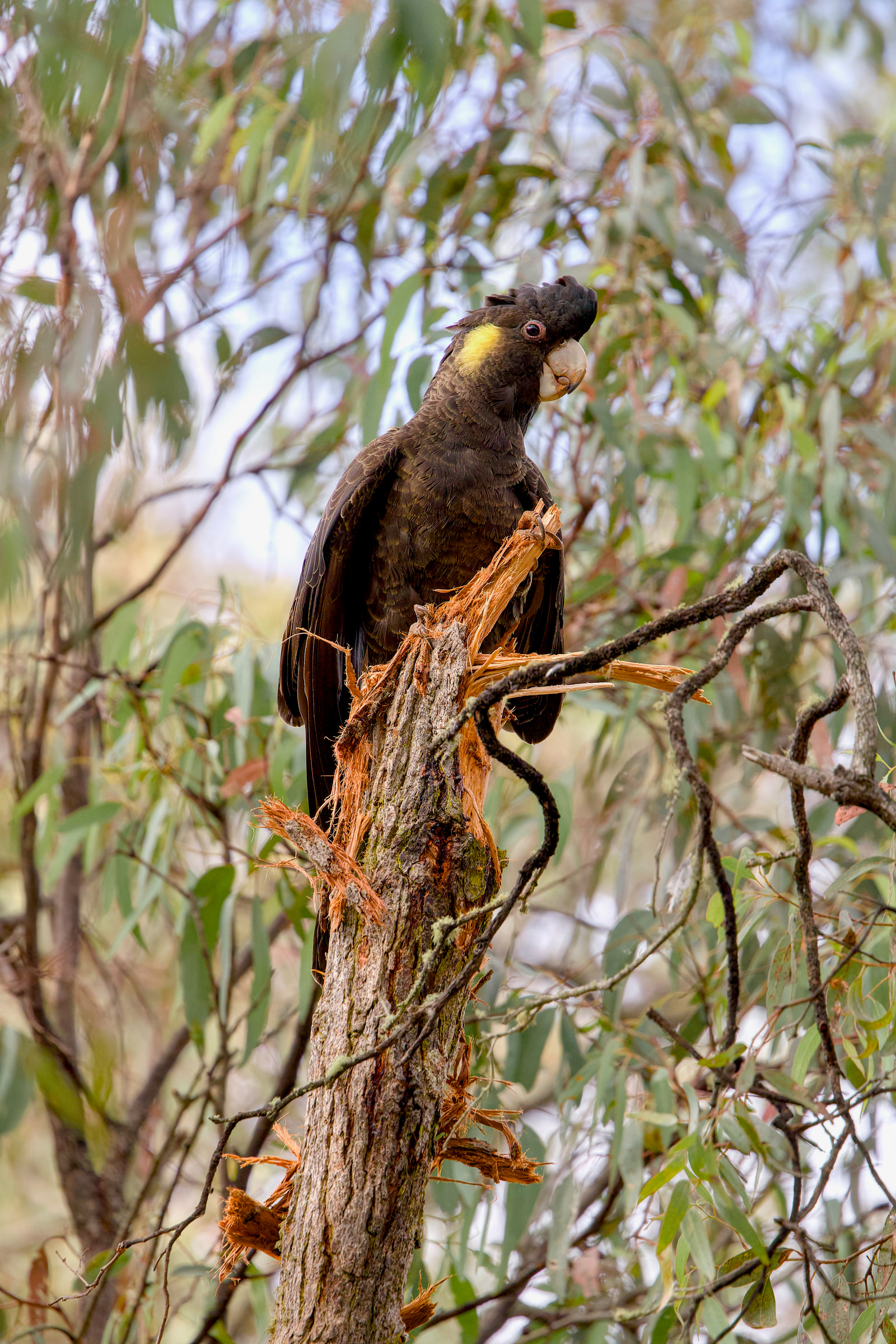 Yellow-tailed black cockatoo (Zanda funerea)