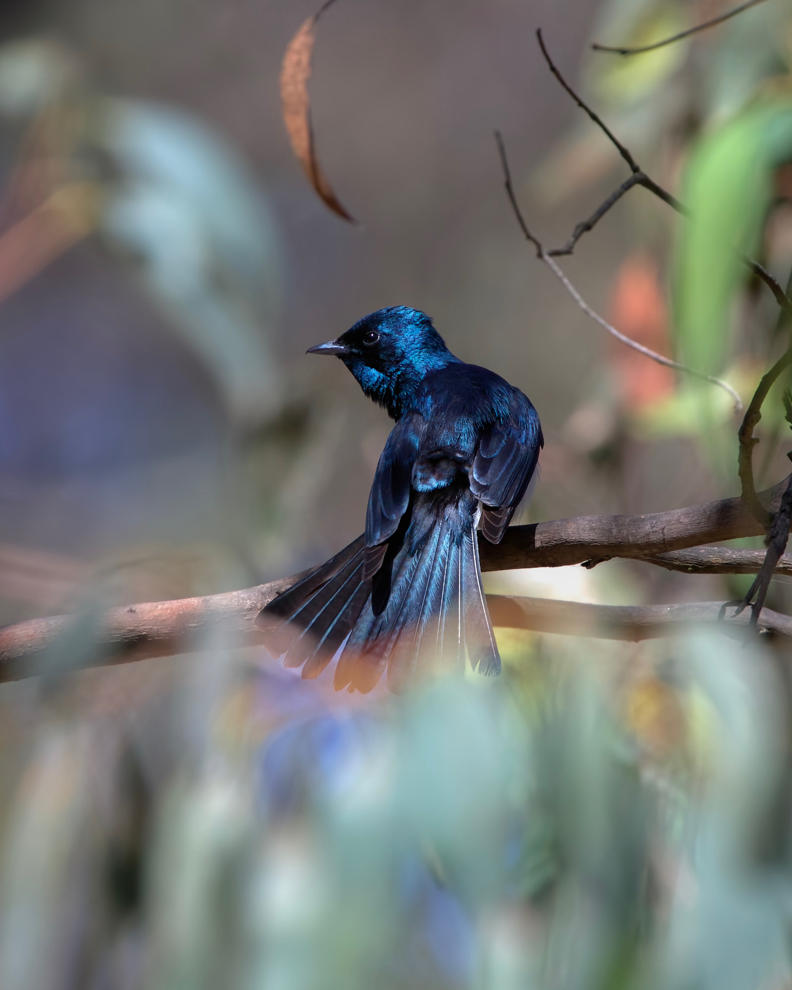 Satin flycatcher (Myiagra cyanoleuca)