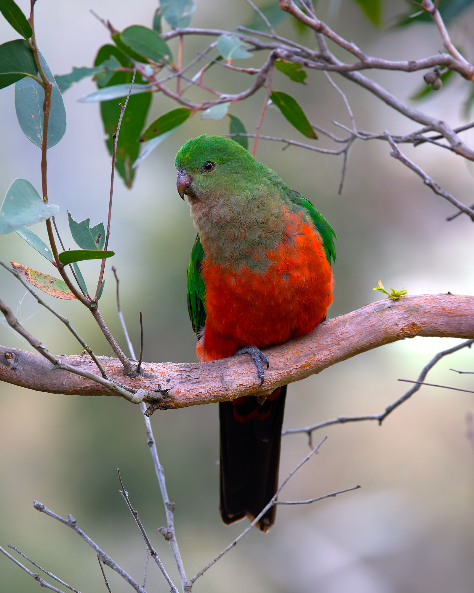Australian king parrot (Alisterus scapularis)