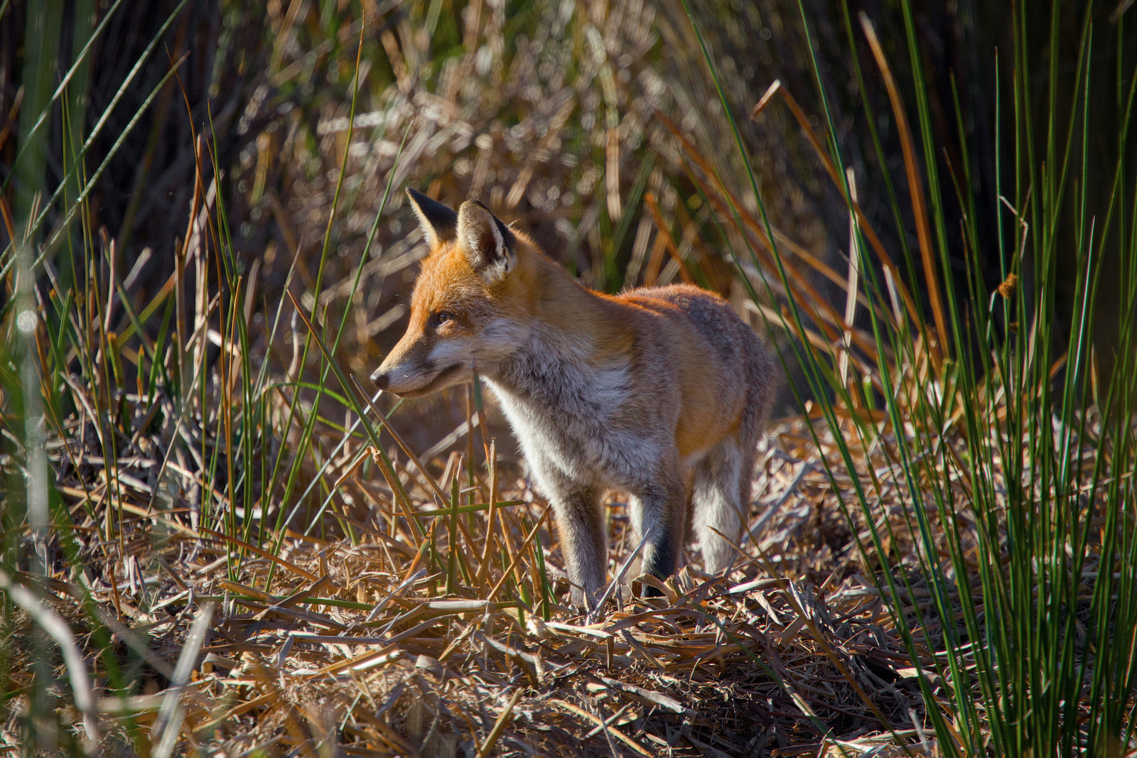 Red Fox (Vulpes vulpes)