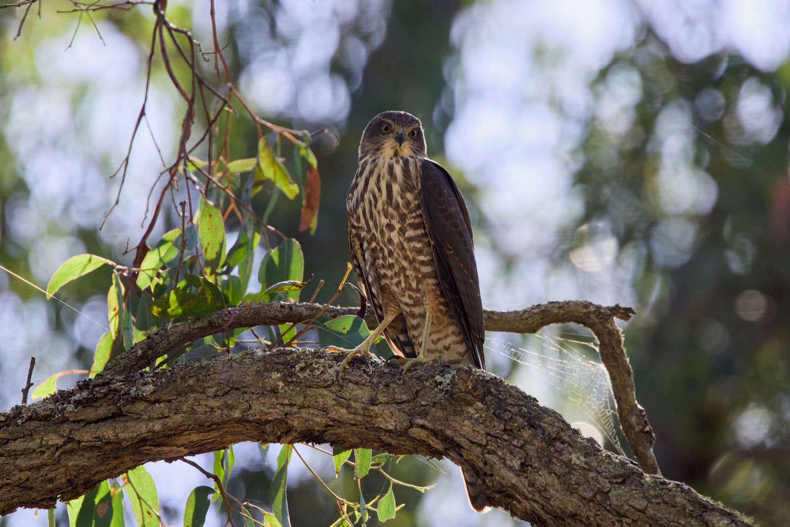 Collared sparrowhawk (Tachyspiza cirrocephala)