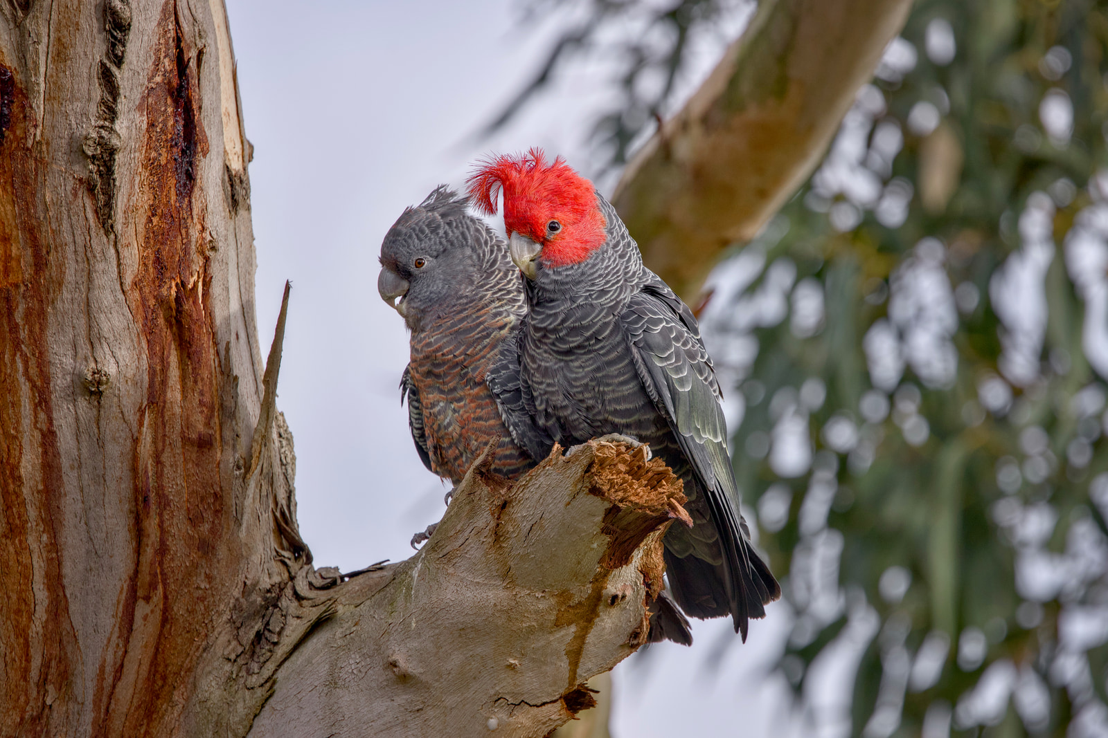 Gang-gang cockatoo (Callocephalon fimbriatum)