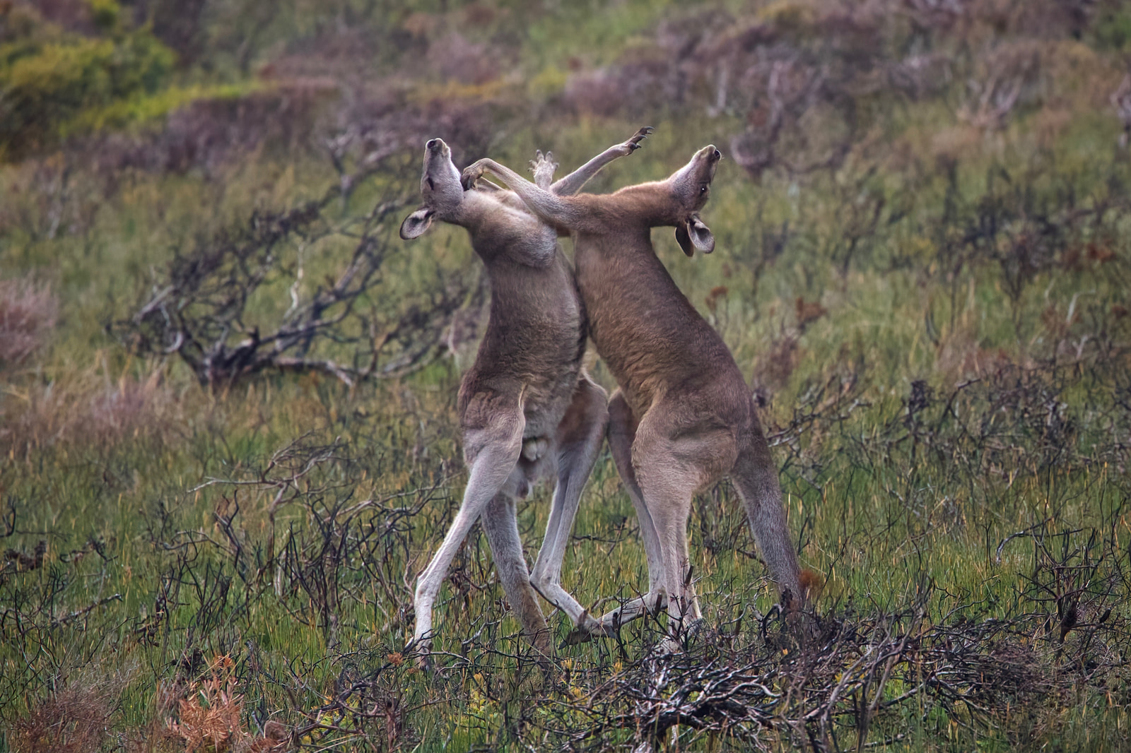 Eastern grey kangaroo (Macropus giganteus)