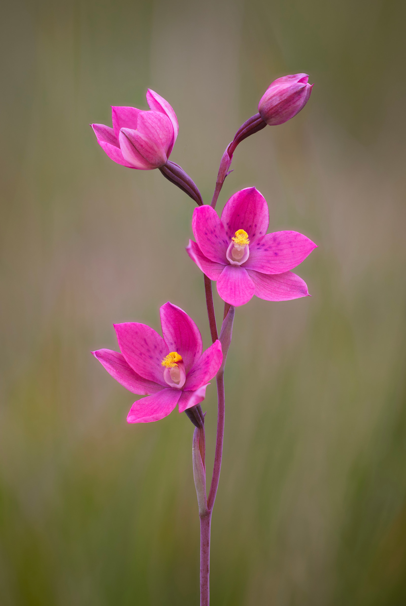 Crested sun orchid