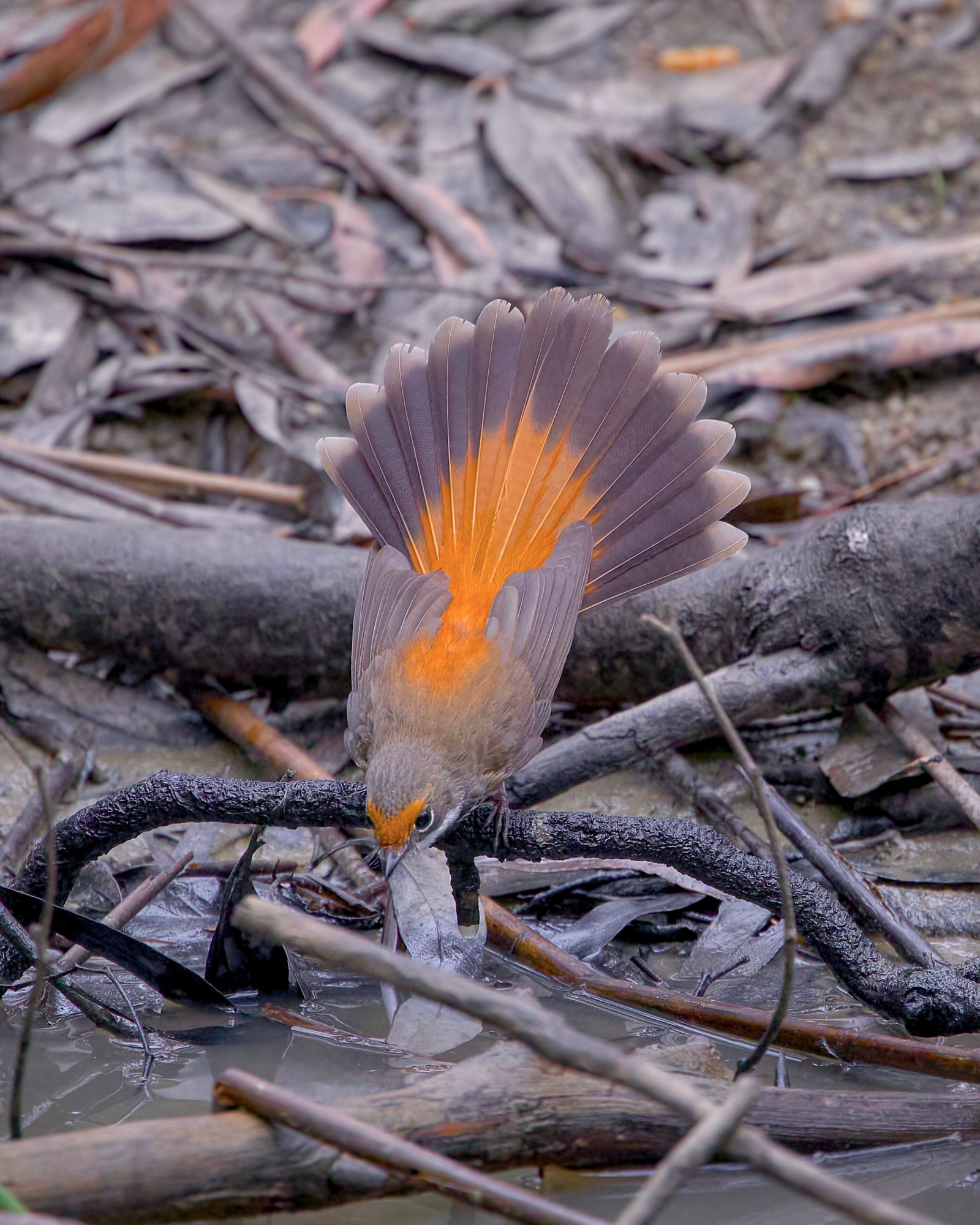 Australian rufous fantail (Rhipidura rufifrons)