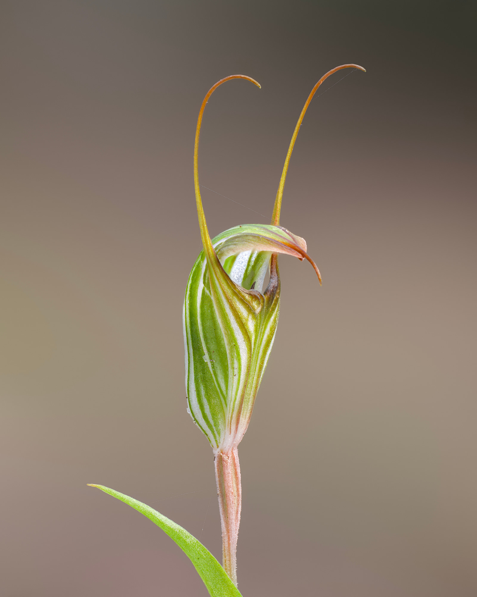 Mainland striped greenhood orchid