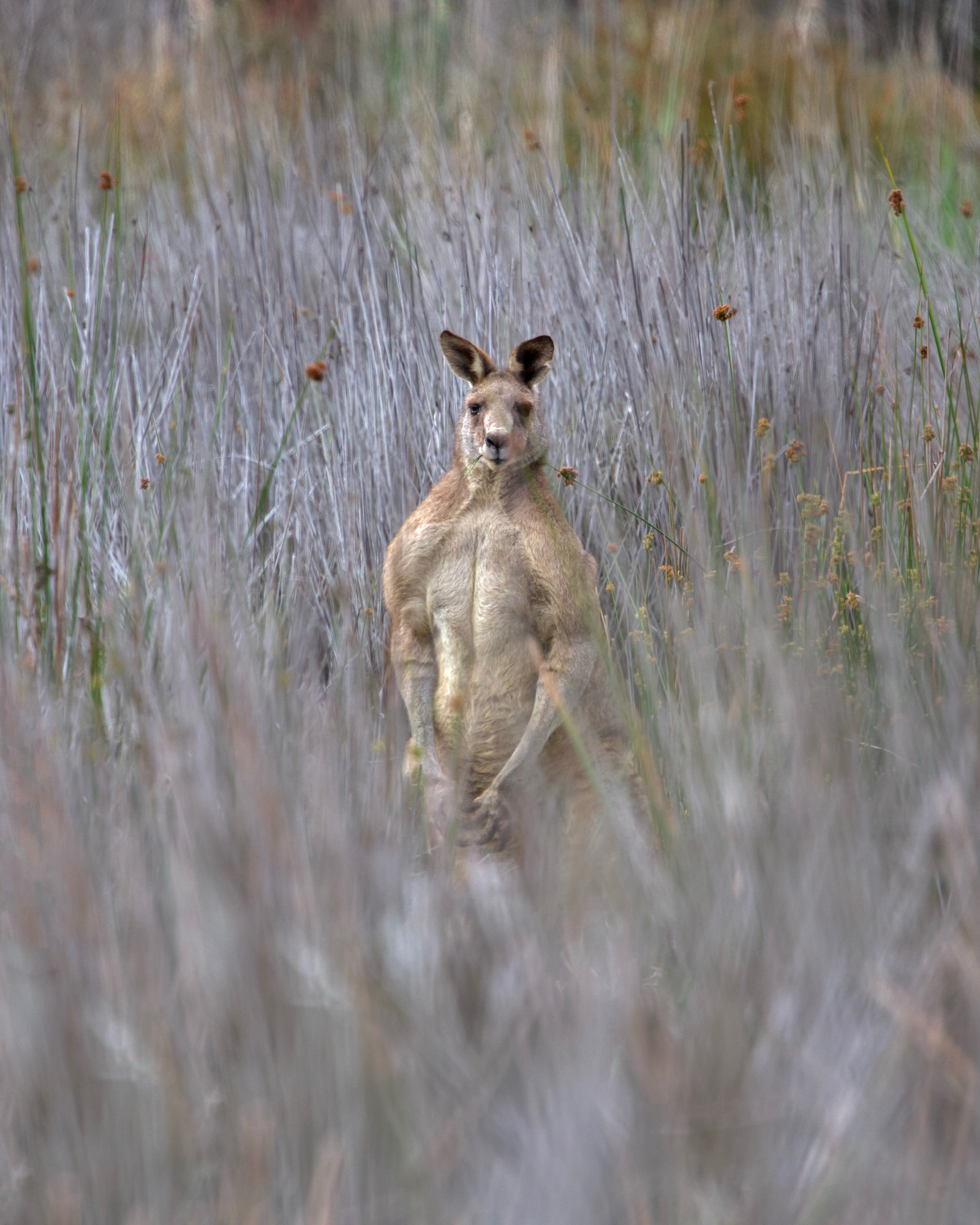 Eastern grey kangaroo (Macropus giganteus)