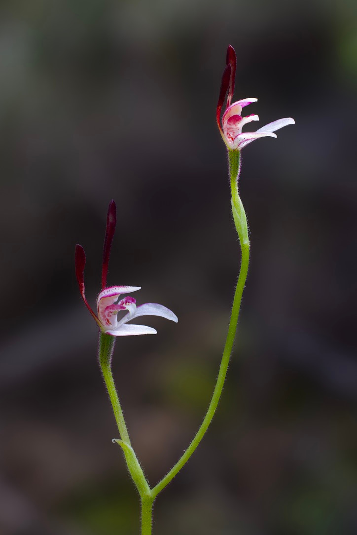 Rabbit orchid