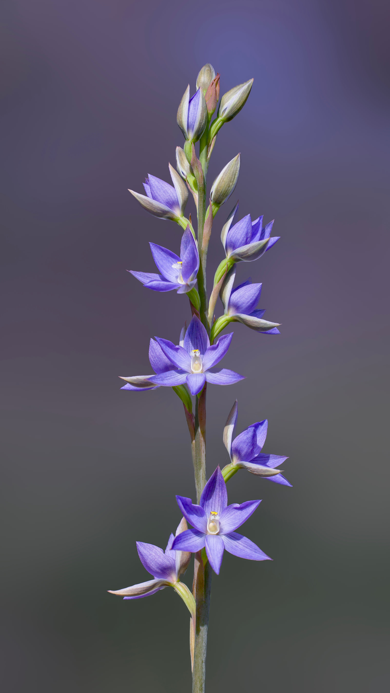 Great sun orchid