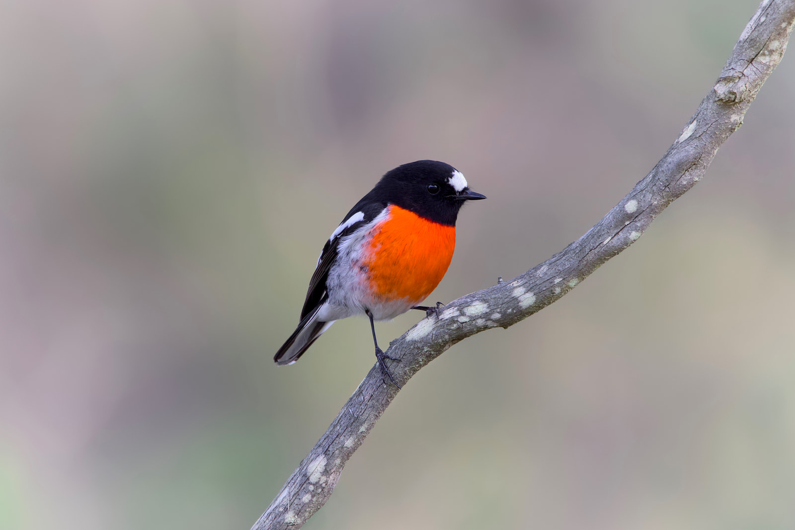 Scarlet robin (Petroica boodang)
