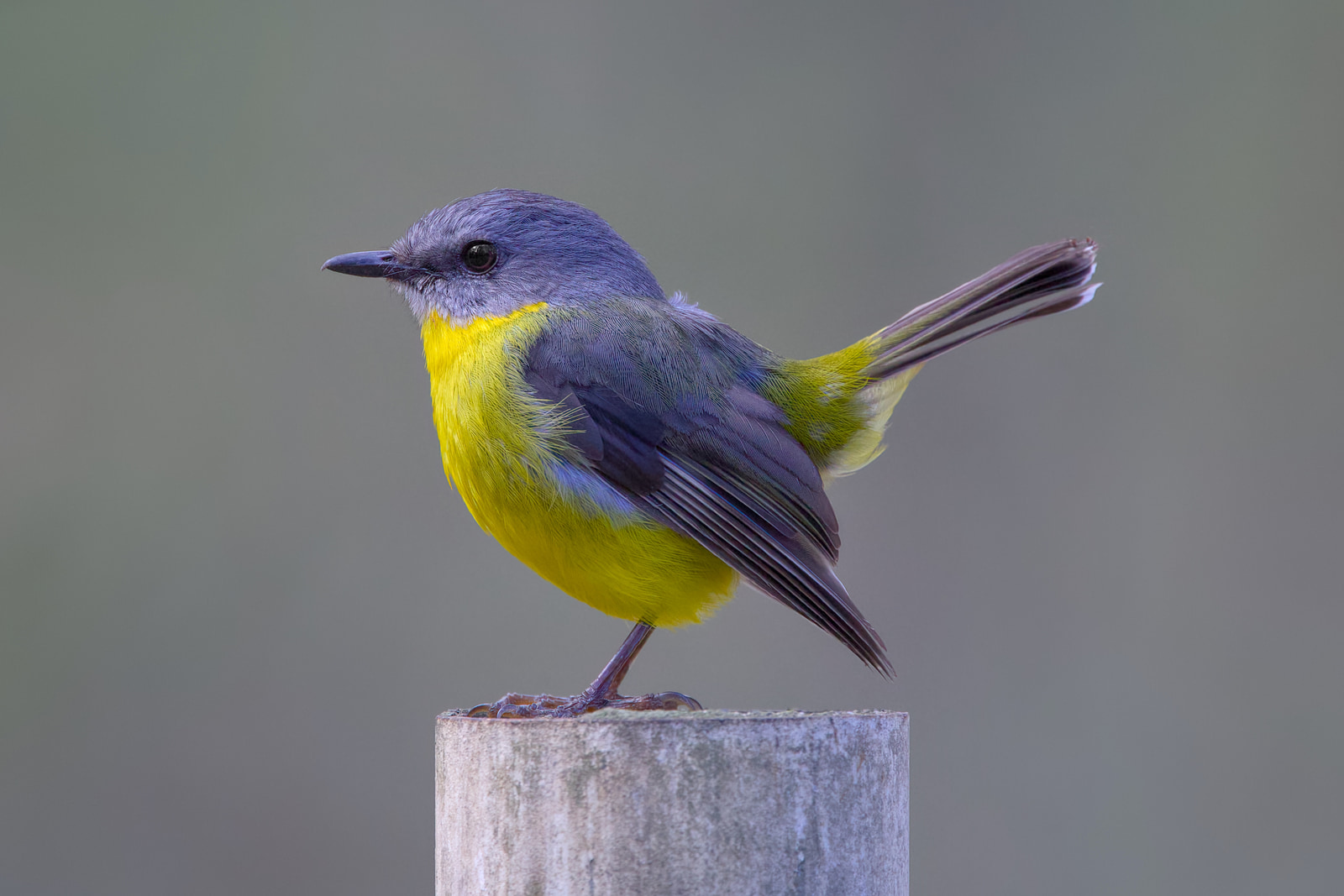 Eastern yellow robin (Eopsaltria australis)