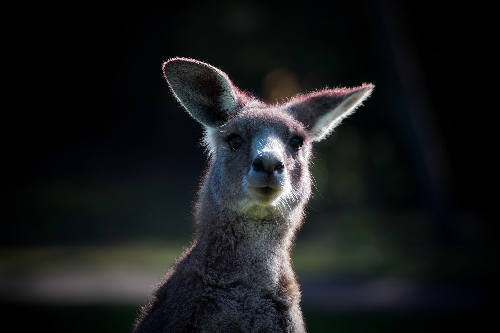 Eastern grey kangaroo (Macropus giganteus)