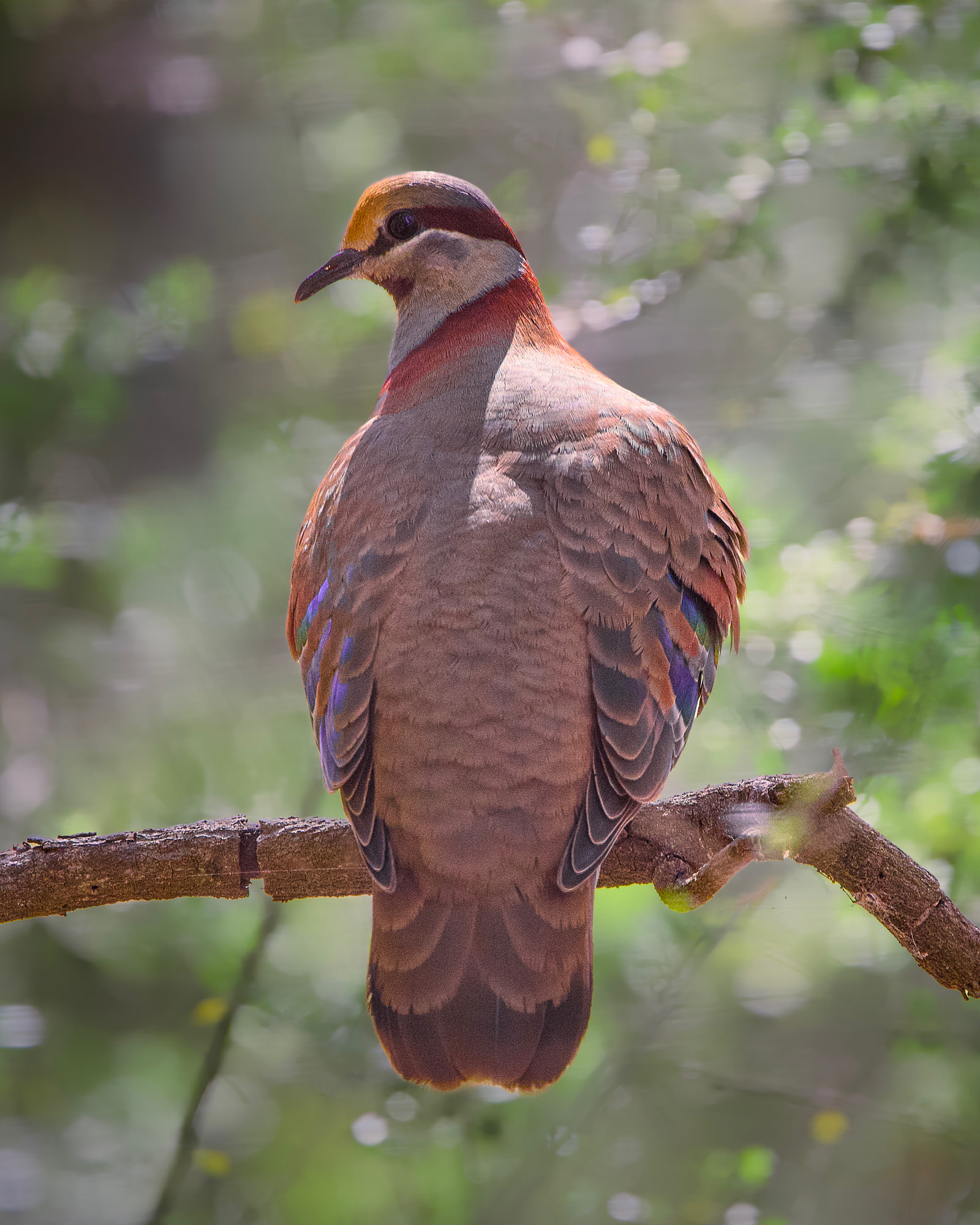 Common bronzewing (Phaps chalcoptera)