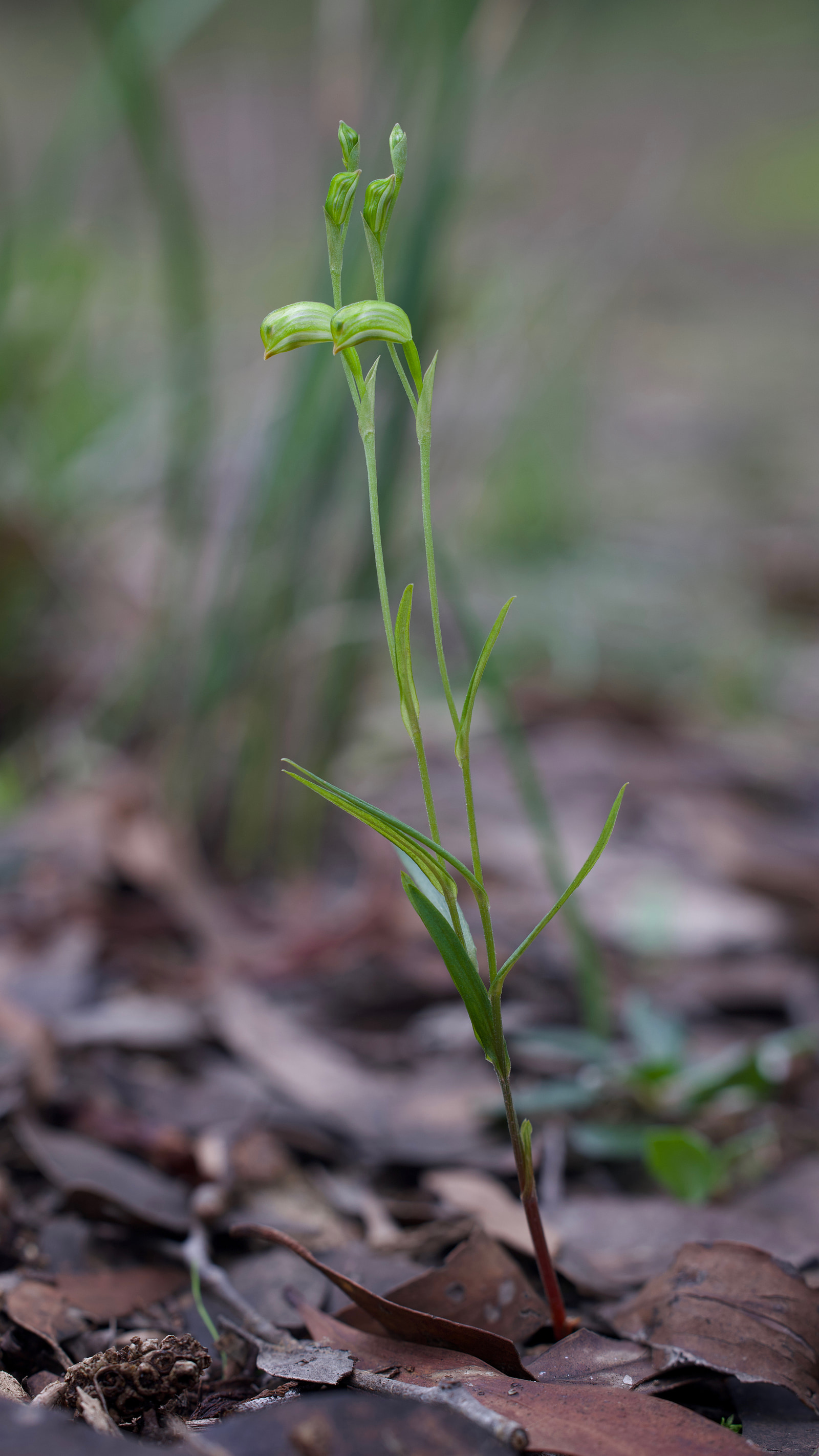 Tall Greenhood