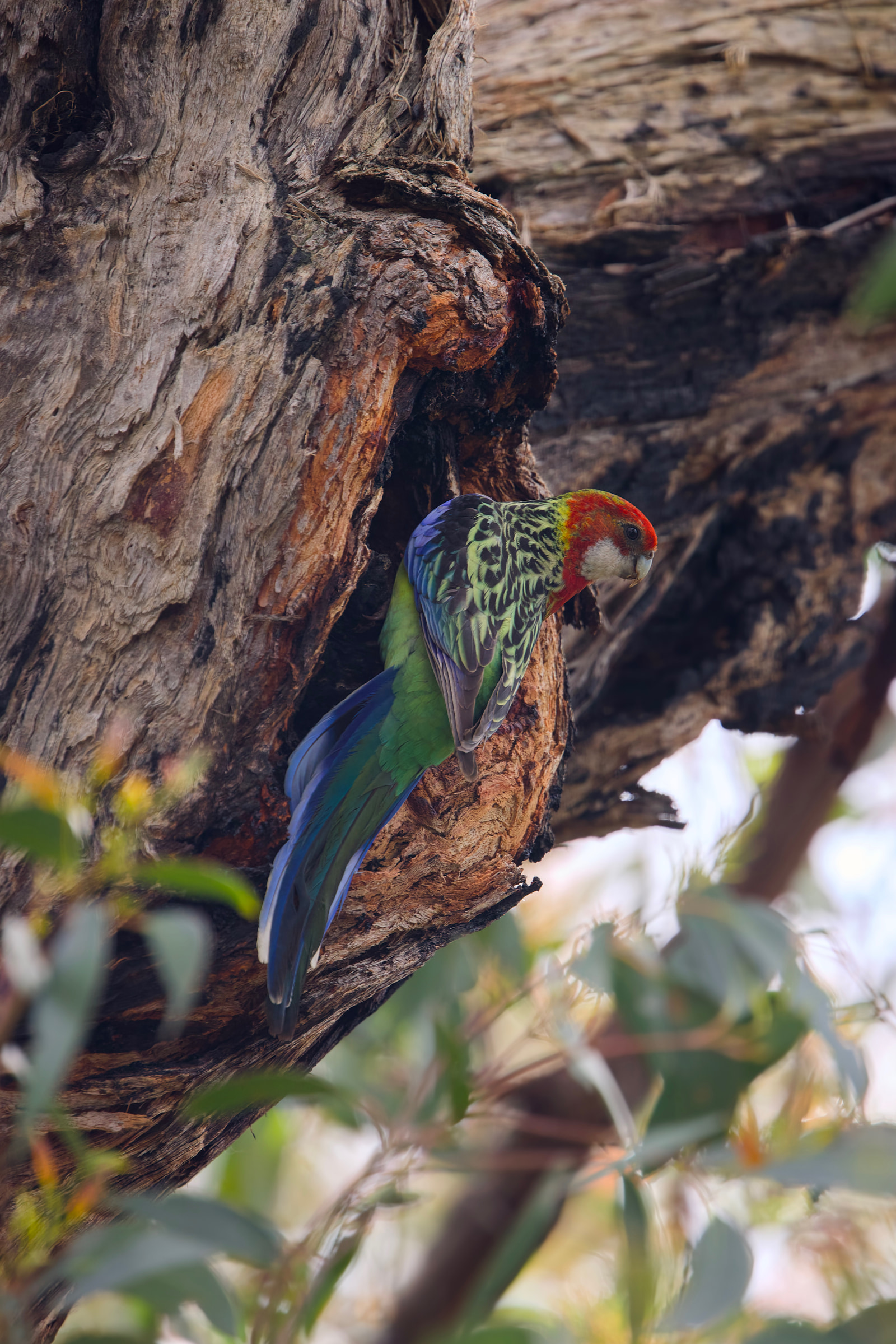 Eastern rosella (Platycercus eximius)