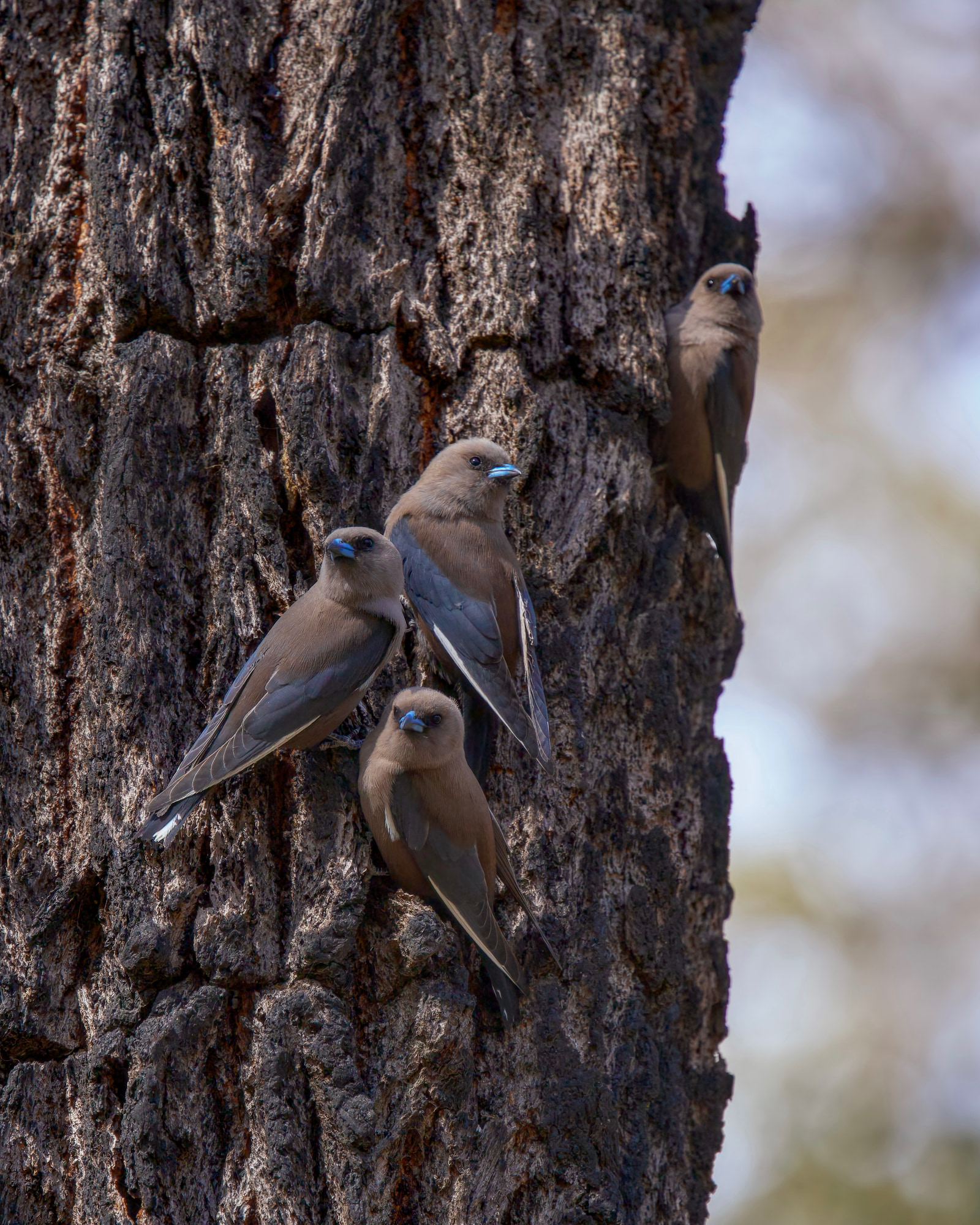 Dusky woodswallows (Artamus cyanopterus)