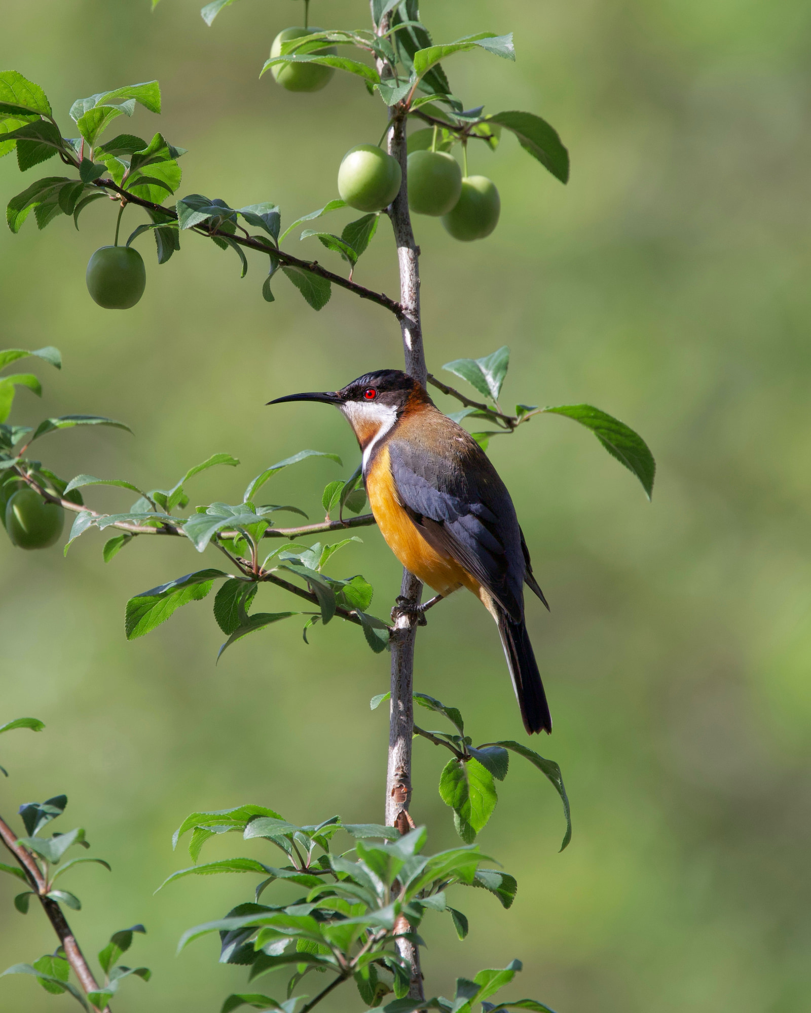 Eastern spinebill (Acanthorhynchus tenuirostris)